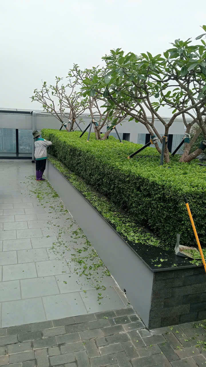 Nhân viên Vinatrees đang chăm sóc cây xanh công trình